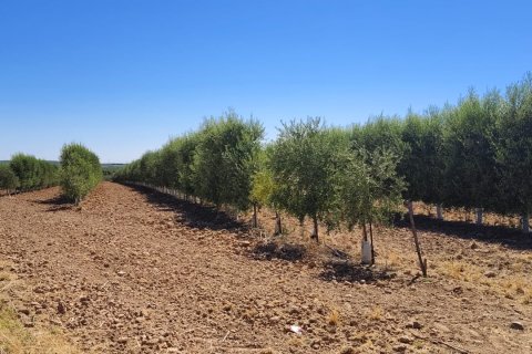 Liikekiinteistö Ecija, Seville, Espanja No. 193534