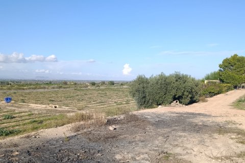 Land plot à vendre à Elche, Alicante, Espagne, 28329 m2 No. 185575 - photo 23