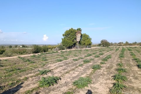 Land plot à vendre à Elche, Alicante, Espagne, 28329 m2 No. 185575 - photo 2