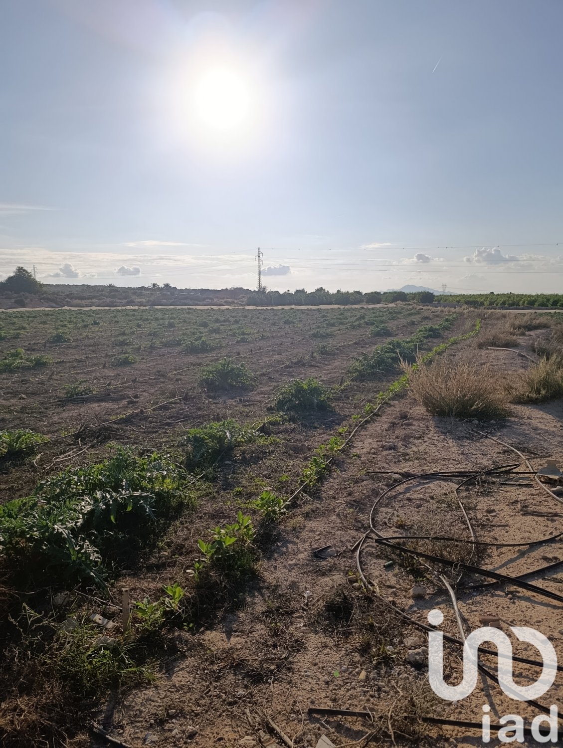 Land plot à Elche, Alicante, Espagne 28329 m2 No. 185575