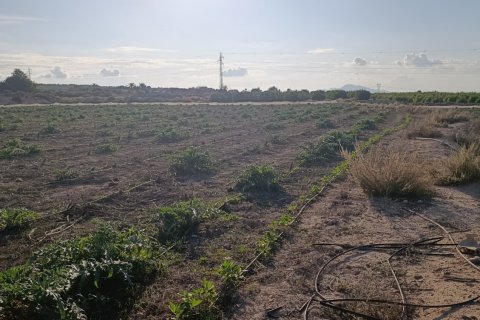 Land plot à vendre à Elche, Alicante, Espagne, 28329 m2 No. 185575 - photo 16