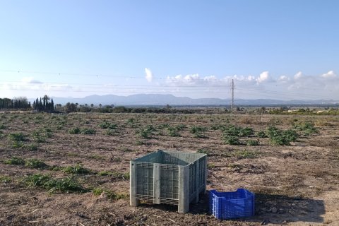 Land plot à vendre à Elche, Alicante, Espagne, 28329 m2 No. 185575 - photo 14