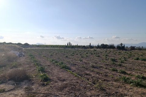Land plot à vendre à Elche, Alicante, Espagne, 28329 m2 No. 185575 - photo 13