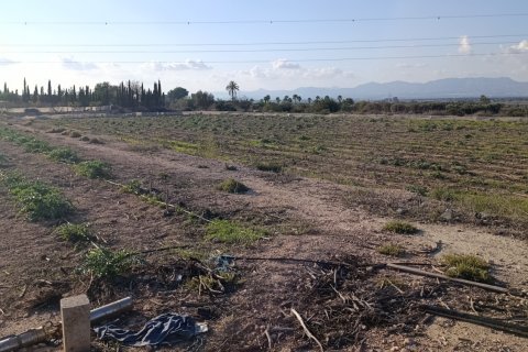 Land plot à vendre à Elche, Alicante, Espagne, 28329 m2 No. 185575 - photo 6