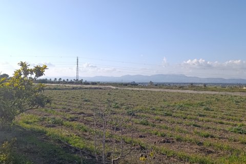 Land plot à vendre à Elche, Alicante, Espagne, 28329 m2 No. 185575 - photo 4