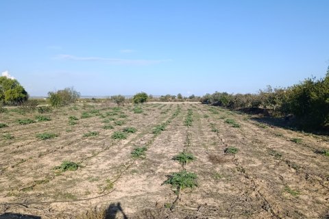 Land plot à vendre à Elche, Alicante, Espagne, 28329 m2 No. 185575 - photo 10