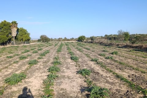 Land plot à vendre à Elche, Alicante, Espagne, 28329 m2 No. 185575 - photo 9