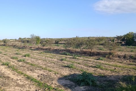 Land plot à vendre à Elche, Alicante, Espagne, 28329 m2 No. 185575 - photo 5