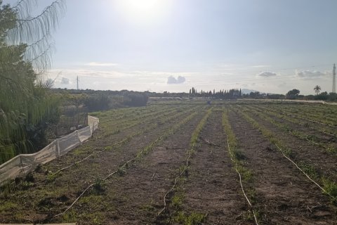 Land plot à vendre à Elche, Alicante, Espagne, 28329 m2 No. 185575 - photo 8