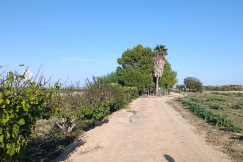 Land plot à vendre à Elche, Alicante, Espagne, 28329 m2 No. 185575 - photo 22