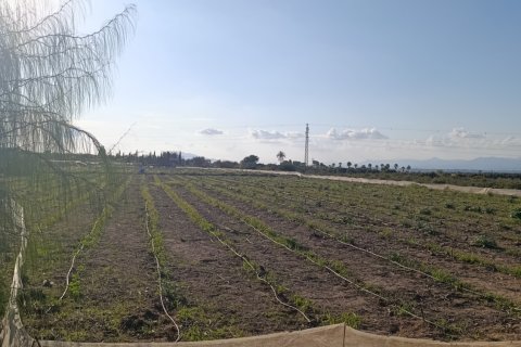 Land plot à vendre à Elche, Alicante, Espagne, 28329 m2 No. 185575 - photo 3