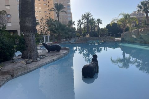Duplex zum Verkauf El Campello, Alicante, Spanien 4 Schlafzimmer, 180 m2 Nr. 133260 - Foto 2