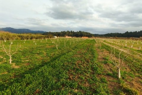 Terreno in vendita a Ginestar, Tarragona, Spagna 12661 mq. N° 186095 - foto 11