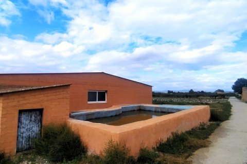 Terreno a Ginestar, Tarragona, Spagna 12661 mq. N° 186095