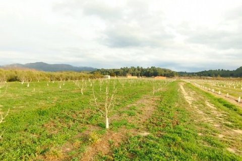 Terreno in vendita a Ginestar, Tarragona, Spagna 12661 mq. N° 186095 - foto 12