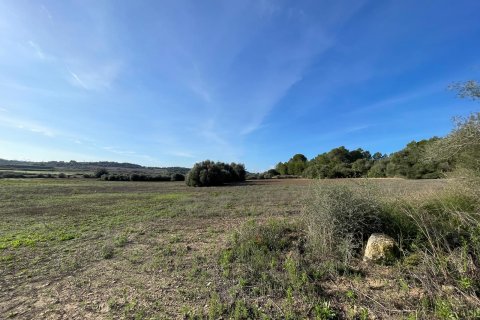 Parcela en venta en Muro, Mallorca, España 15588 m2 No. 146299 - foto 5