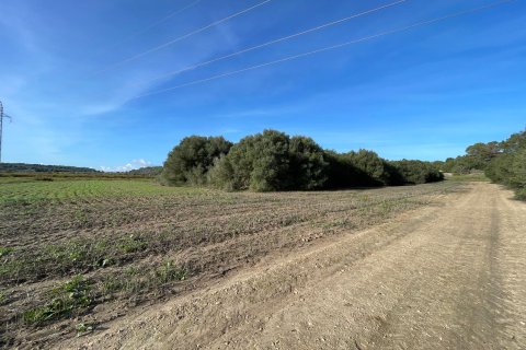 Parcela en venta en Muro, Mallorca, España 15588 m2 No. 146299 - foto 4