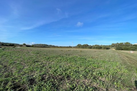 Parcela en venta en Muro, Mallorca, España 15588 m2 No. 146299 - foto 1