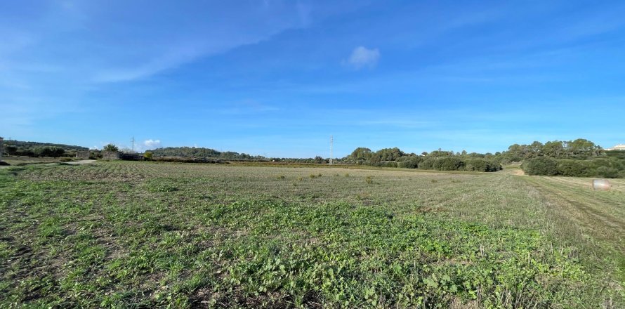 Parcela en Muro, Mallorca, España 15588 m2 No. 146299