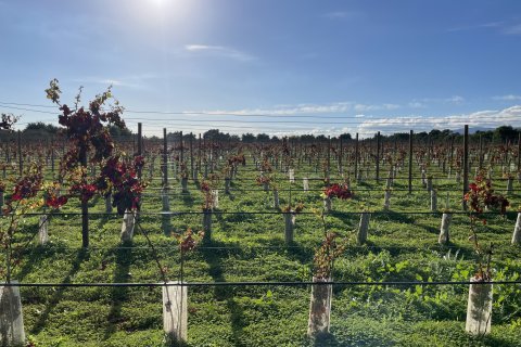 Land plot for sale in Inca, Mallorca, Spain 3 bedrooms, 120000 sq.m. No. 138213 - photo 7