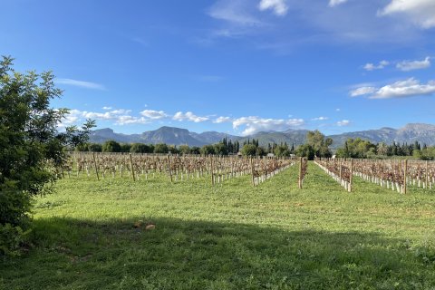 Land plot for sale in Inca, Mallorca, Spain 3 bedrooms, 120000 sq.m. No. 138213 - photo 11