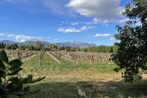 Land plot for sale in Inca, Mallorca, Spain 3 bedrooms, 120000 sq.m. No. 138213 - photo 10