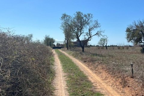 Tontti vuokrattavana Campos, Mallorca, Espanja , 39458 m2 No. 154309 - kuva 4