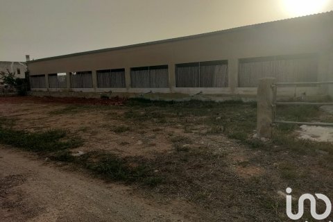 Tontti vuokrattavana Campos, Mallorca, Espanja , 39458 m2 No. 154309 - kuva 8