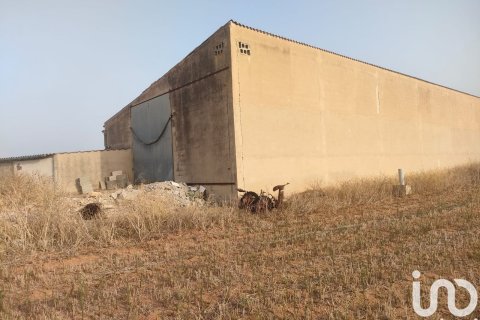 Tontti vuokrattavana Campos, Mallorca, Espanja , 39458 m2 No. 154309 - kuva 10