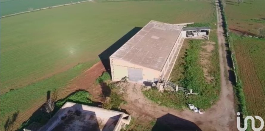 Tontti Campos, Mallorca, Espanja 39458 m2 No. 154309