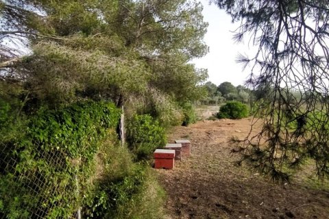 Terreno in vendita a L'Ametlla de Mar, Tarragona, Spagna 49351 mq. N° 153819 - foto 16