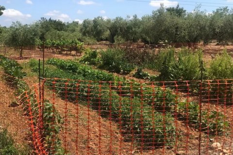 Gewerbeimmobilien zum Verkauf in San Rafael Del Rio, Castellon, Spanien Nr. 173164 - Foto 3