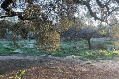 Gewerbeimmobilien zum Verkauf in San Rafael Del Rio, Castellon, Spanien Nr. 173164 - Foto 4