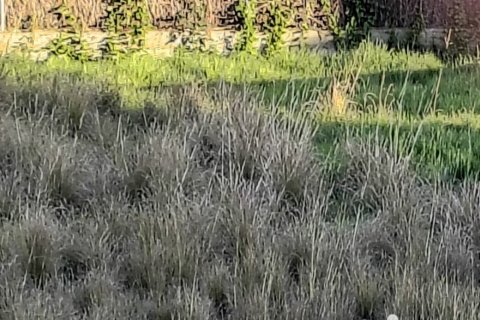 Land plot for sale in Segur de Calafell, Tarragona, Spain 1266 sq.m. No. 185959 - photo 2
