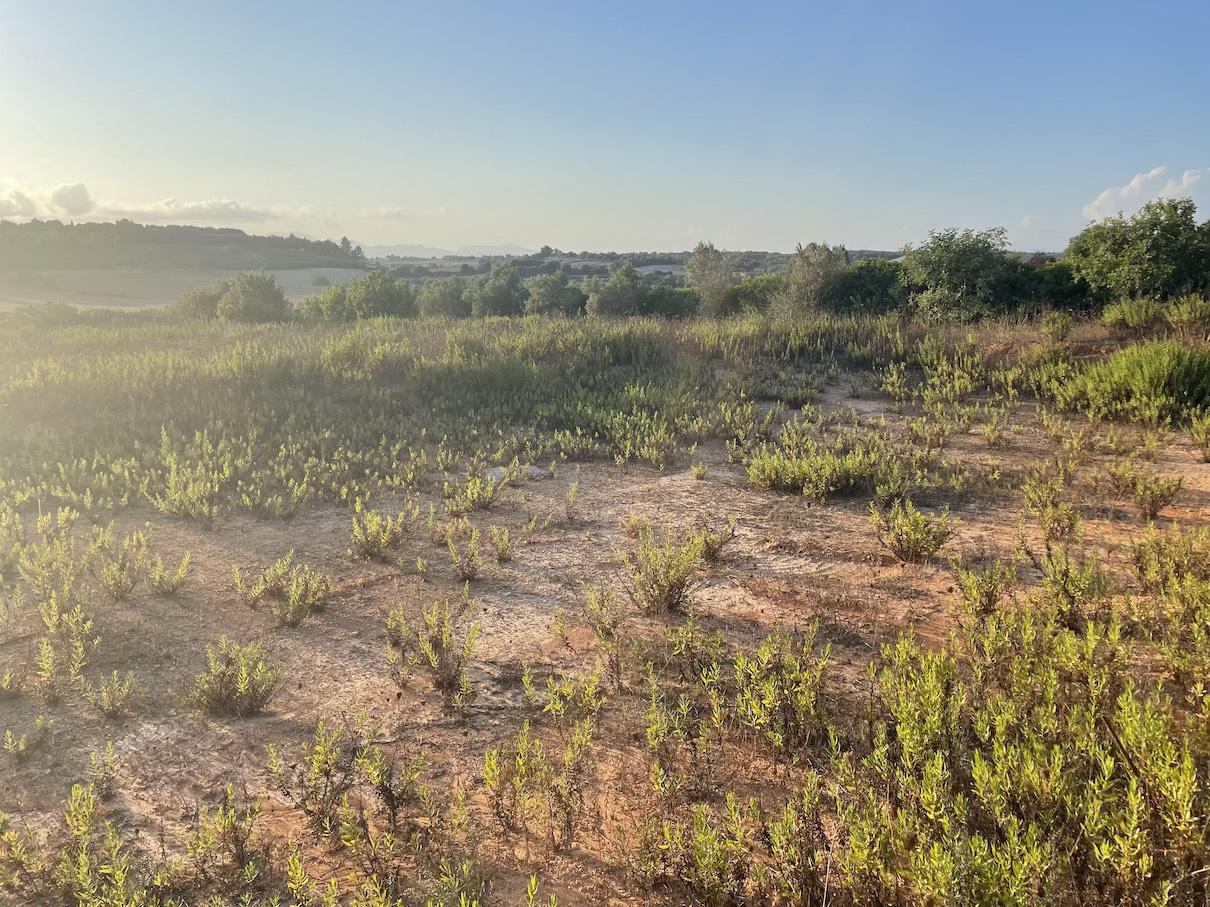 Land plot à Ariany, Mallorca, Espagne 3 chambres, 15048 m2 No. 137545