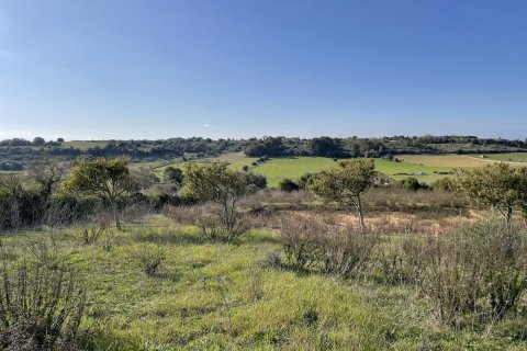 Tontti myytävänä Ariany, Mallorca, Espanja, 3 makuuhuonetta, 15048 m2 No. 137545 - kuva 6