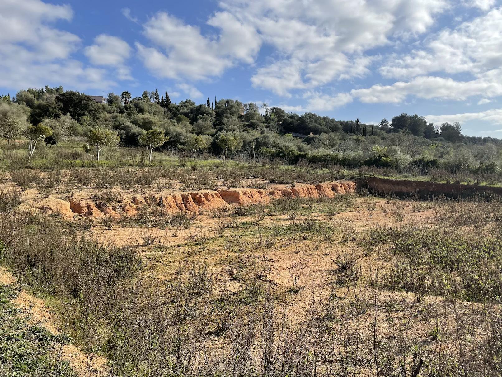 Land plot à Ariany, Mallorca, Espagne 3 chambres, 15048 m2 No. 137545