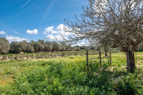 Finca för uthyrning i Campos, Mallorca, Spanien 5 sovrum, 507 kvm. Nr. 182118 - foto 24