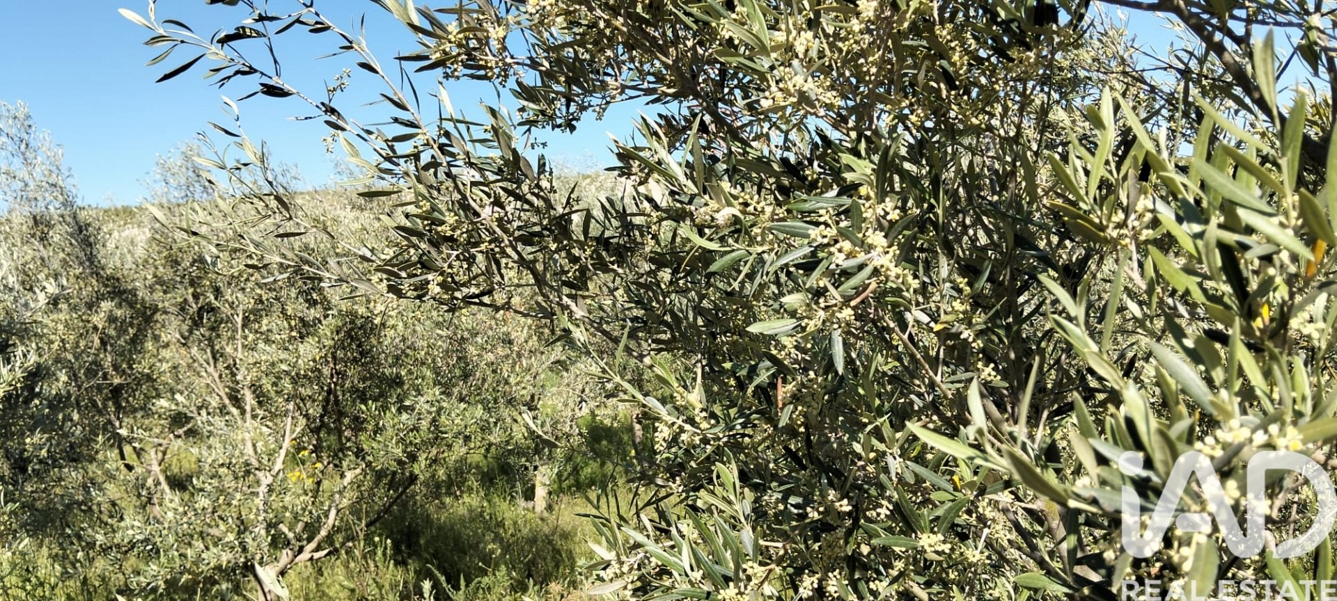 Zemes gabals Lebrija, Seville, Spānijā 9500 m2 Nr. 184950