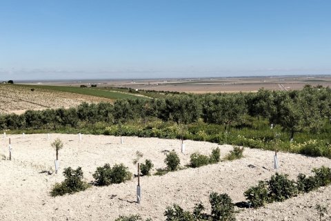 Terreno in vendita a Lebrija, Seville, Spagna 9500 mq. N° 184950 - foto 9