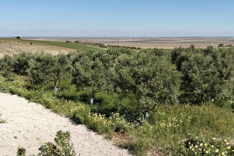 Terreno in vendita a Lebrija, Seville, Spagna 9500 mq. N° 184950 - foto 4