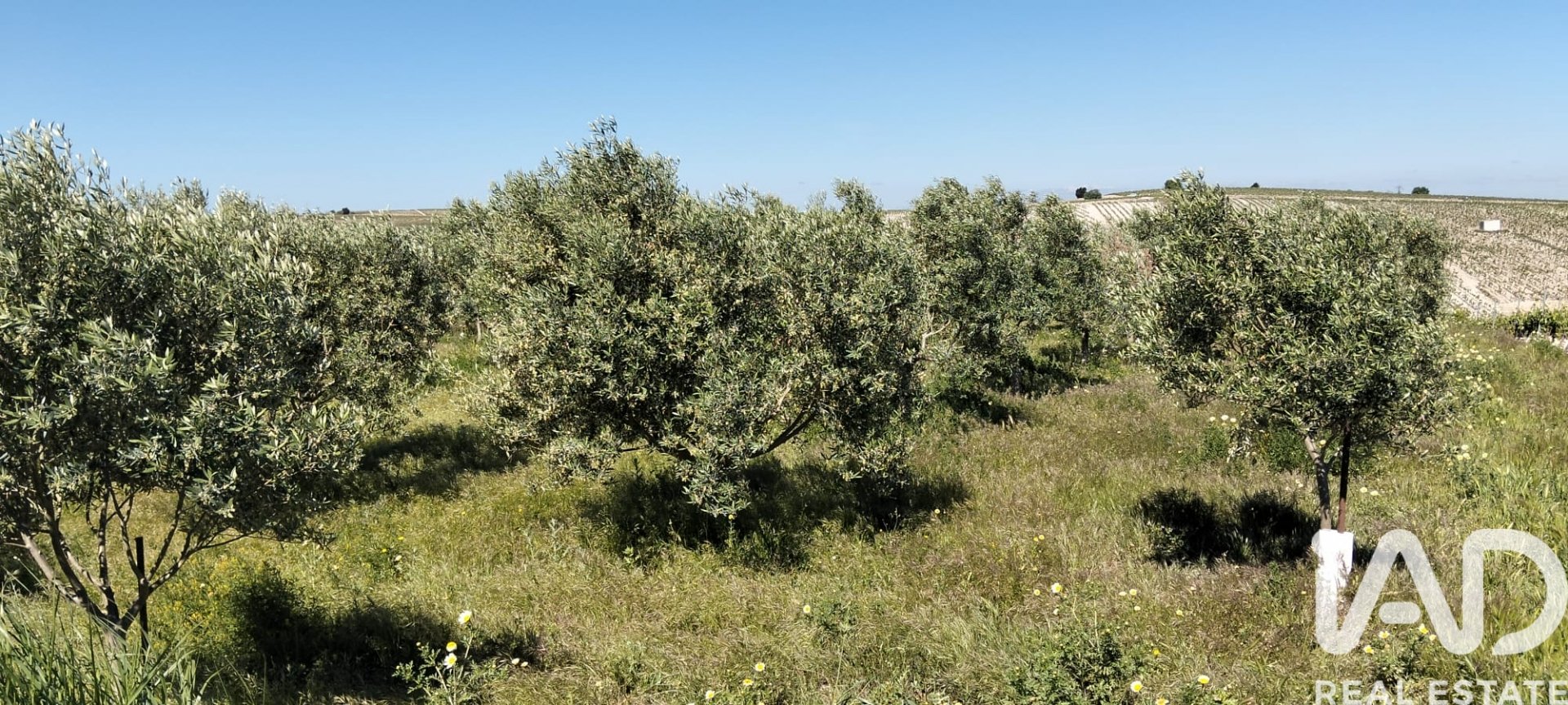 Zemes gabals Lebrija, Seville, Spānijā 9500 m2 Nr. 184950
