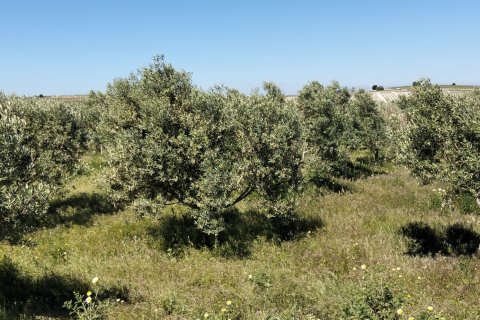 Terreno in vendita a Lebrija, Seville, Spagna 9500 mq. N° 184950 - foto 8