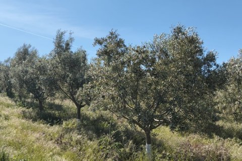 Land plot à Lebrija, Seville, Espagne 9500 m2 No. 184950
