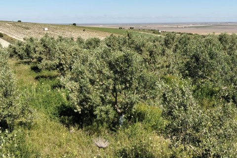 Terreno in vendita a Lebrija, Seville, Spagna 9500 mq. N° 184950 - foto 5