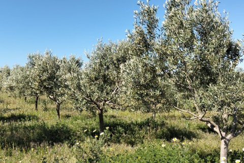 Terreno in vendita a Lebrija, Seville, Spagna 9500 mq. N° 184950 - foto 6