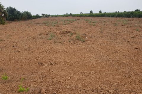 Terreno a Dolores, Alicante, Spagna N° 183603