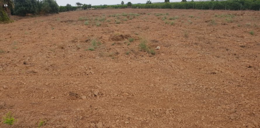 Land plot in Dolores, Alicante, Spain No. 183603