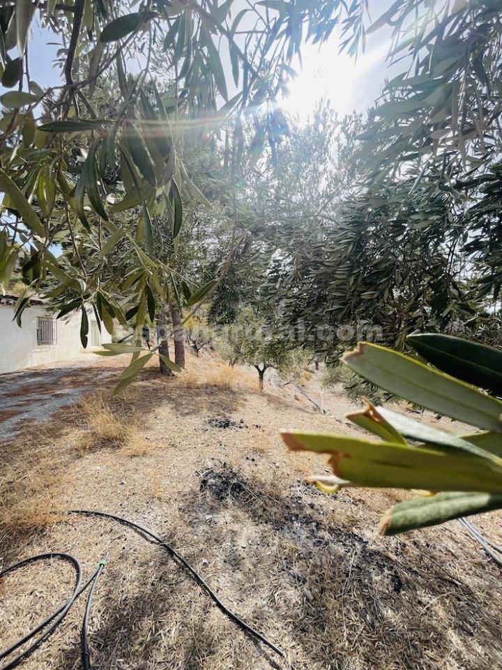 Talo Sufli, Almeria, Espanja 3 makuuhuonetta, 110 m2 No. 184093