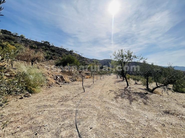 Talo Sufli, Almeria, Espanja 3 makuuhuonetta, 110 m2 No. 184093